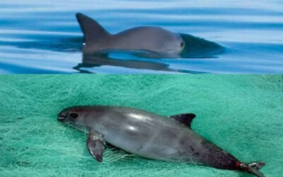 CITES castiga a México en exportaciones de mercancías por no proteger a la vaquita marina