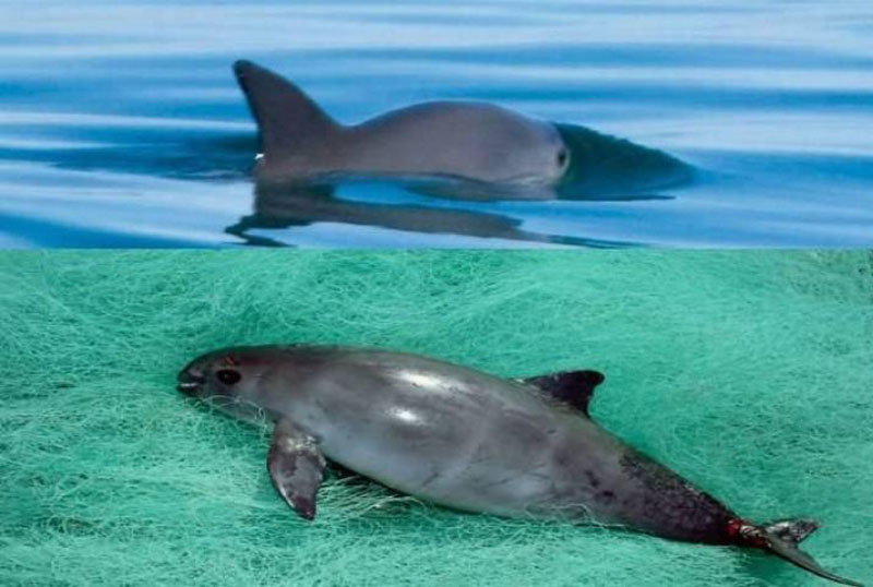 CITES castiga a México en exportaciones de mercancías por no proteger a la vaquita marina